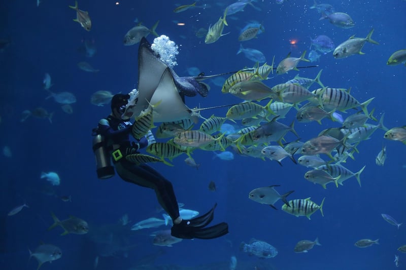 Scuba Diving